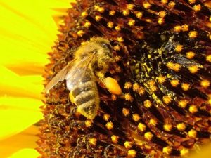 bij op zonnebloem